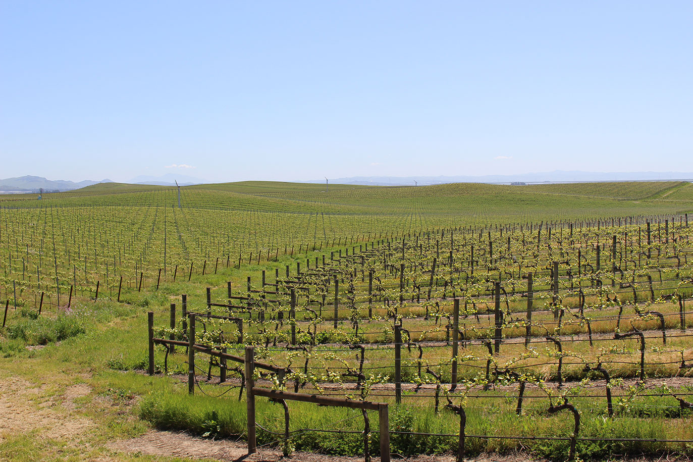 Los Carneros, Coombsville and Downtown Napa